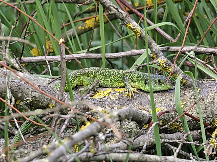 Lacerta bilineata - Ramarro